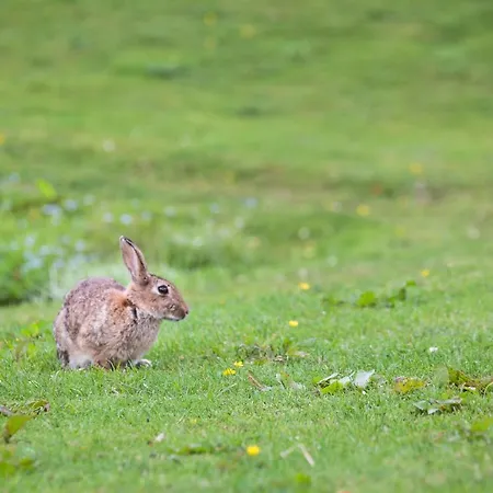 Tatil Evi Yorkshire Dales 6 By Together Travel - 3-bed Family Retreat *